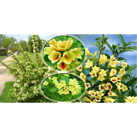 Krzewuszka Middendorfa sklep