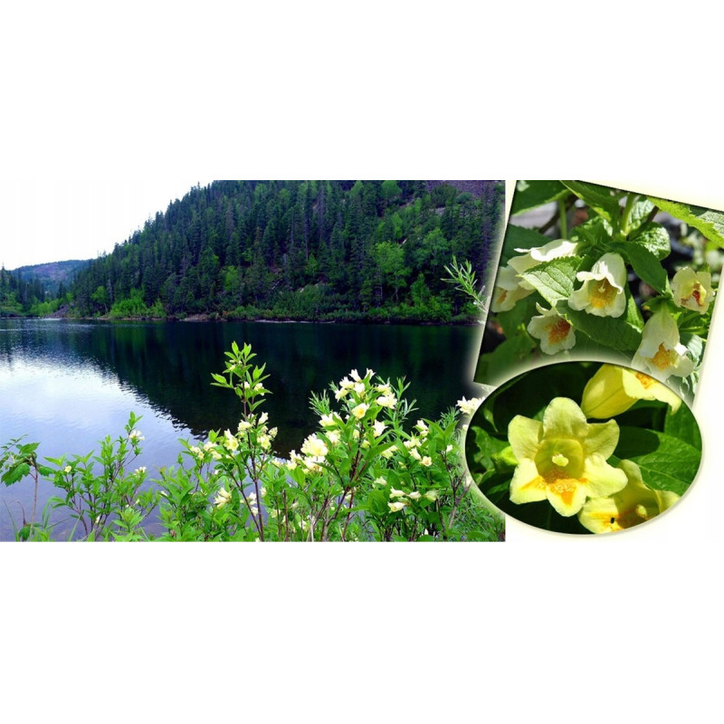 Krzewuszka Middendorfa sadzonka