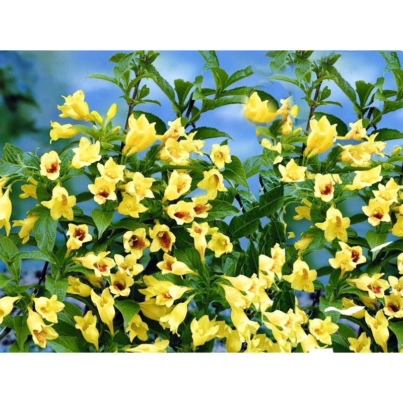 Krzewuszka Middendorfa cena