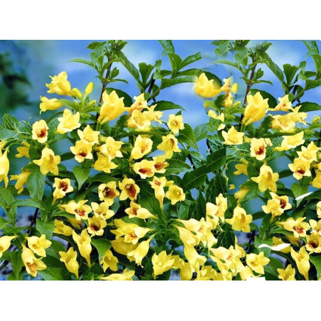 Krzewuszka Middendorfa cena