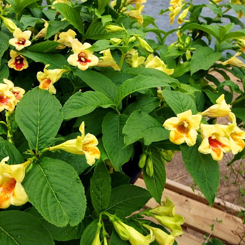 Krzewuszka Middendorfa