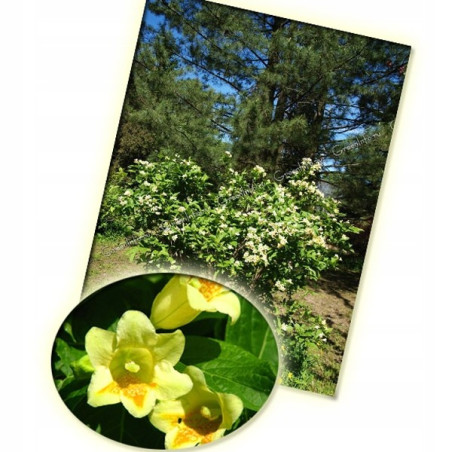 Krzewuszka Middendorfa cena