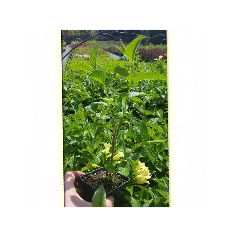 Krzewuszka Middendorfa sadzonka