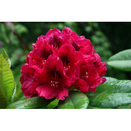 Różanecznik Lord Roberts czerwony