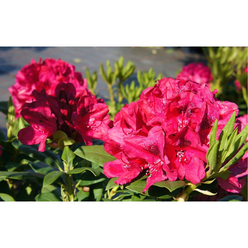 Różanecznik Lord Roberts cena