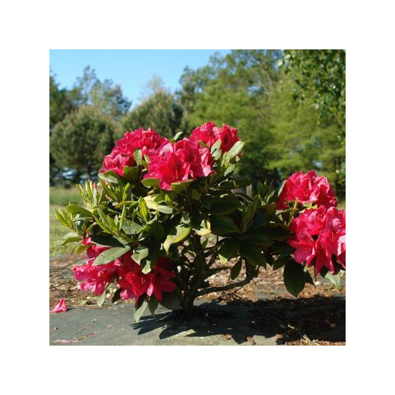 Różanecznik Lord Roberts sadzonka