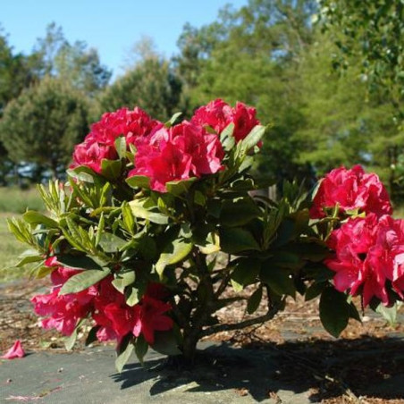 Różanecznik Lord Roberts sadzonka