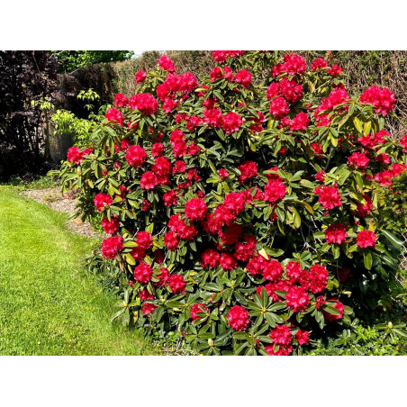 Różanecznik Lord Roberts sklep