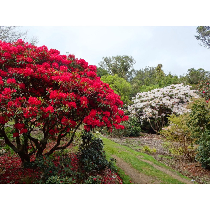 Różanecznik Lord Roberts sklep