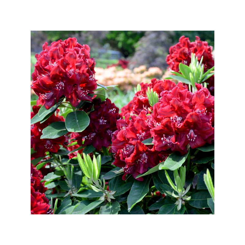 Różanecznik Lord Roberts