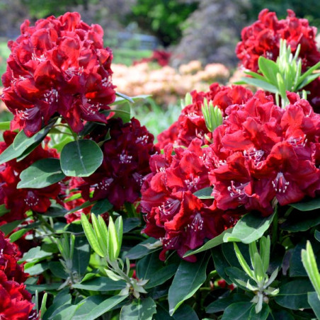 Różanecznik Lord Roberts