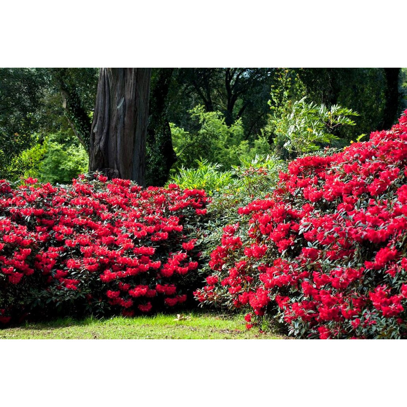 Różanecznik Lord Roberts sklep