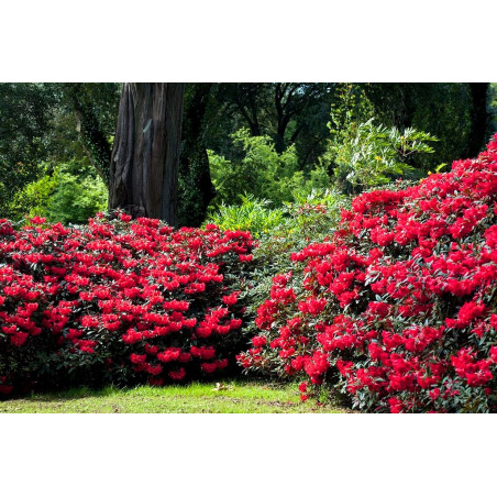 Różanecznik Lord Roberts sklep