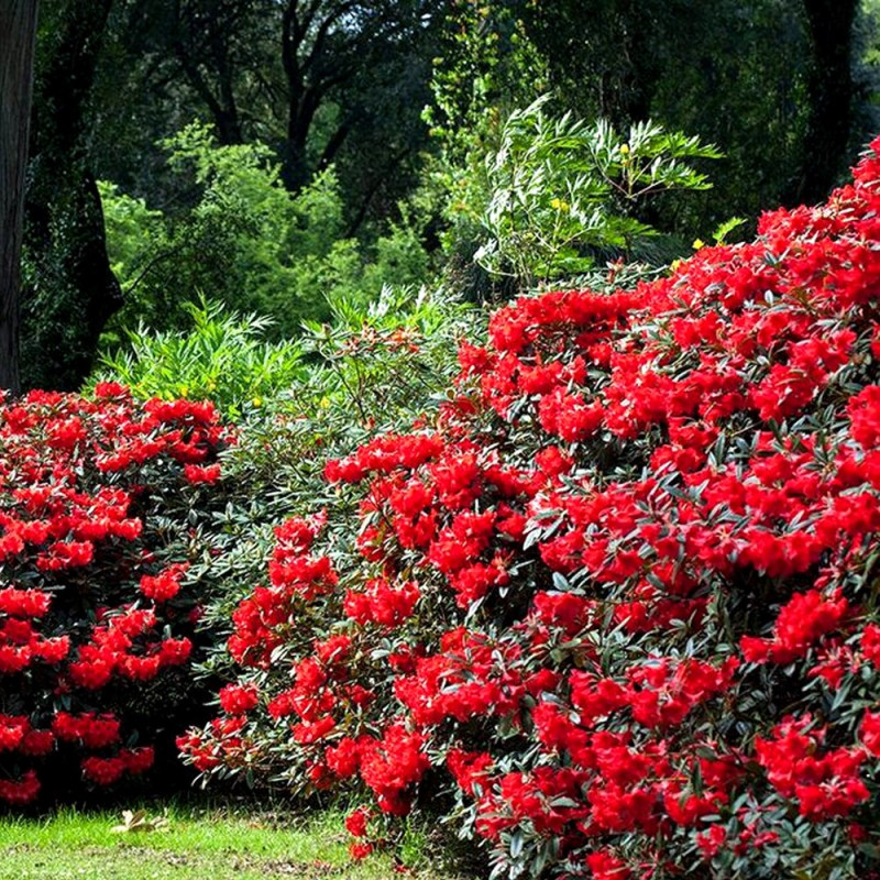 Różanecznik Lord Roberts CENA