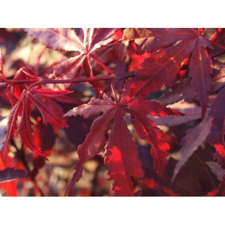 Klon palmowy sadzonka