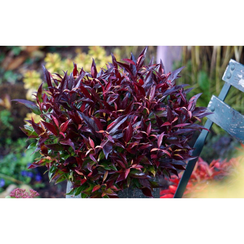 Kiścień japoński Burning Love