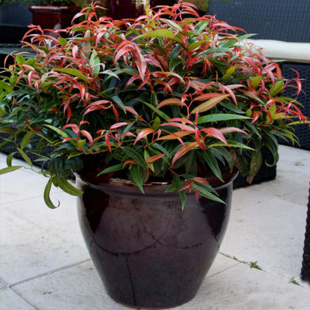 Kiścień japoński zimozielony