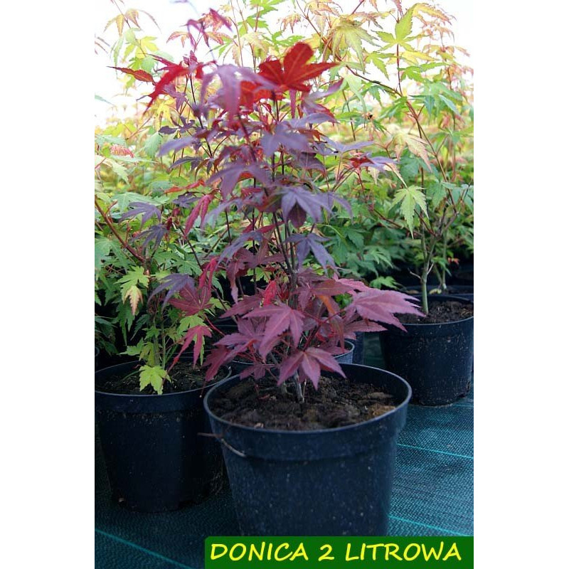 Klon palmowy sadzonka