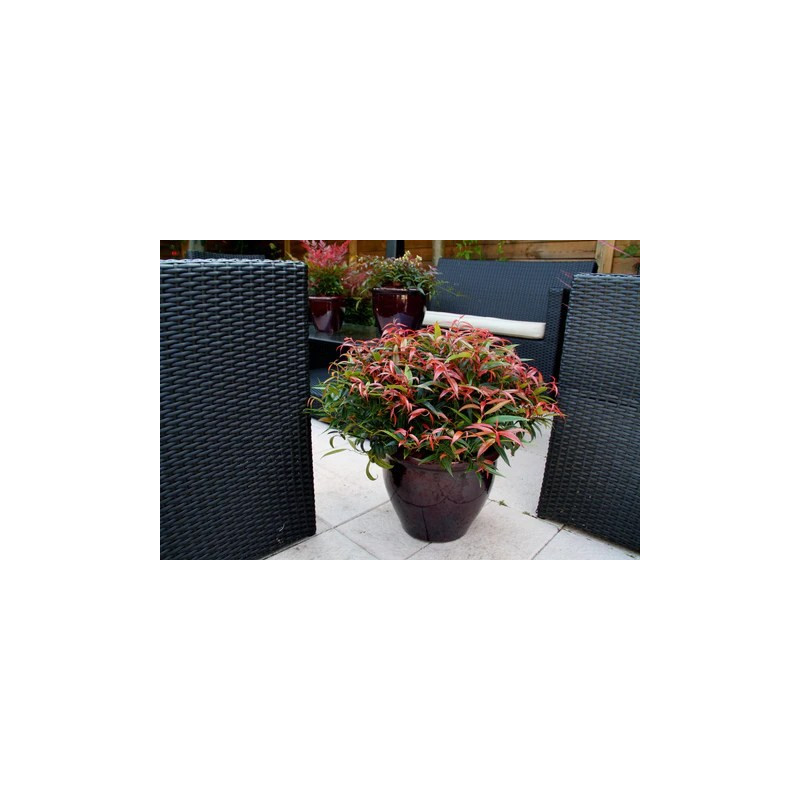 Kiścień japoński nie zrzuca liści na zimę