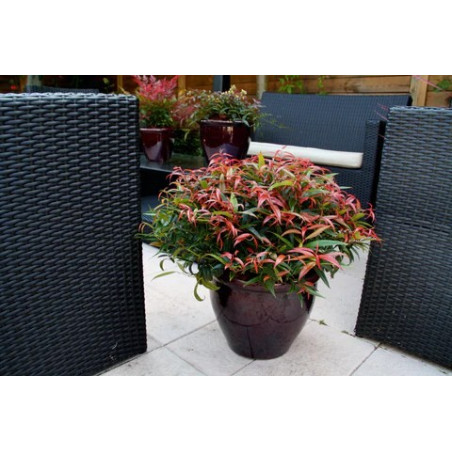 Kiścień japoński nie zrzuca liści na zimę