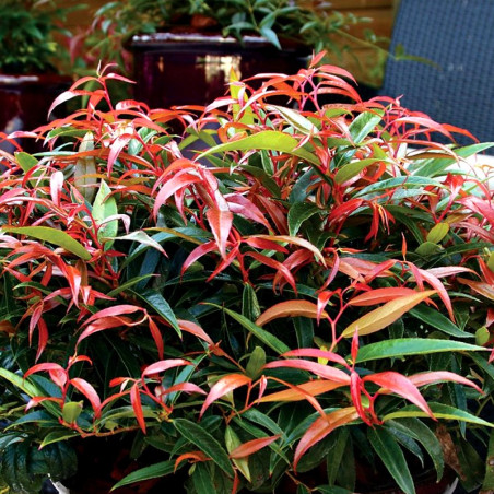 Kiścień japoński cena