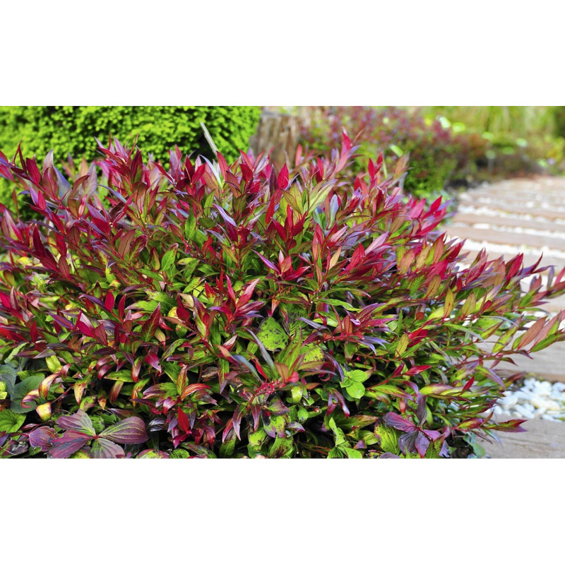 Kiścień japoński sklep