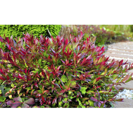 Kiścień japoński sklep