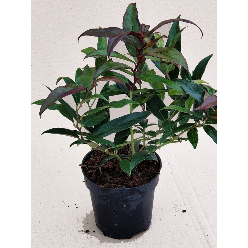 Kiścień japoński cena