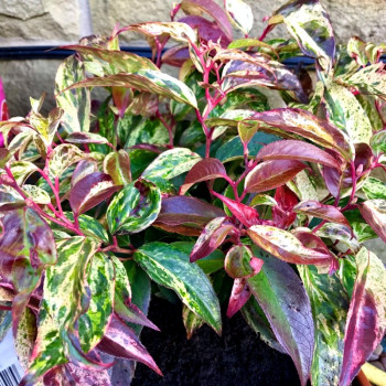 Kiścień wawrzynowy Rainbow