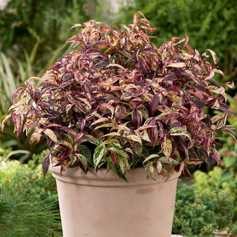 Kiścień wawrzynowy cena