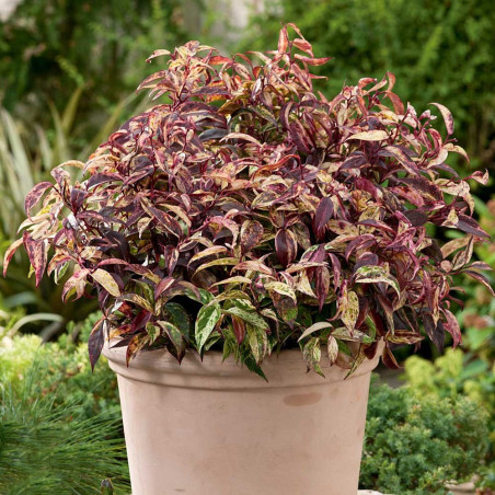 Kiścień wawrzynowy cena