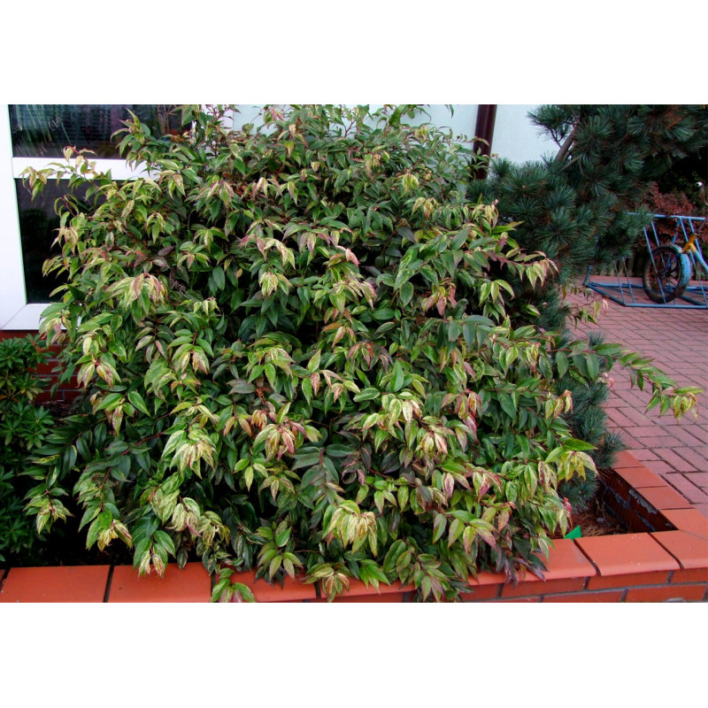 Kiścień wawrzynowy sklep