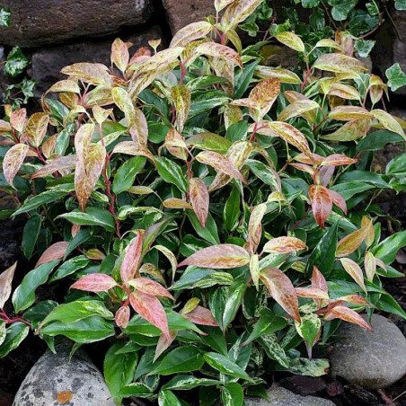 Kiścień wawrzynowy Rainbow