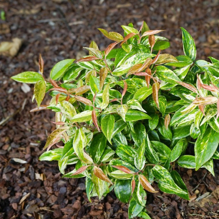 Kiścień wawrzynowy zimozielony
