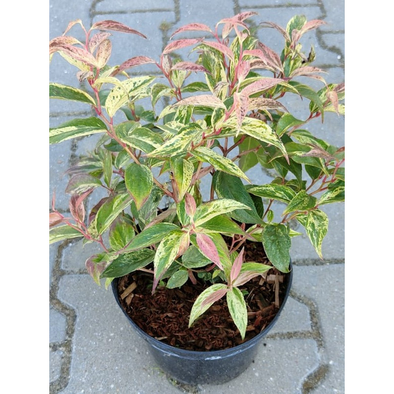 Kiścień wawrzynowy Rainbow cena