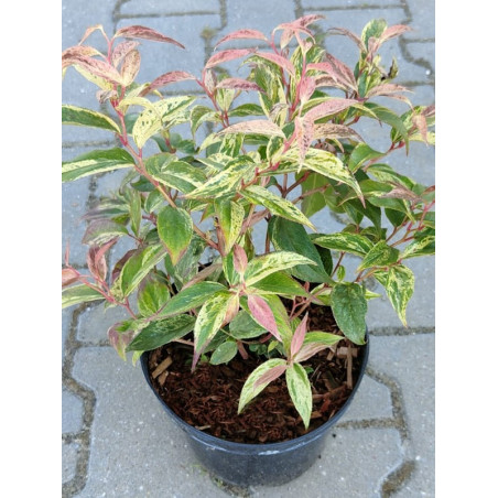 Kiścień wawrzynowy Rainbow cena