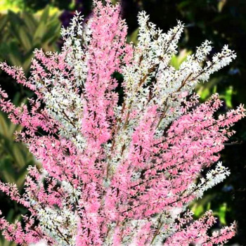 Forsycja różowa Roseum