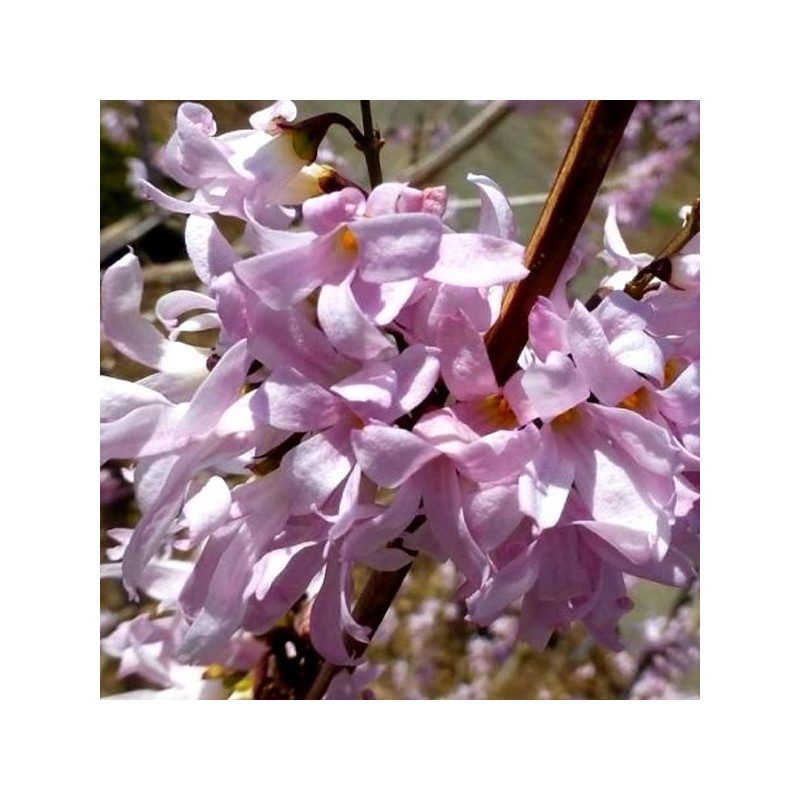 Forsycja różowa Roseum