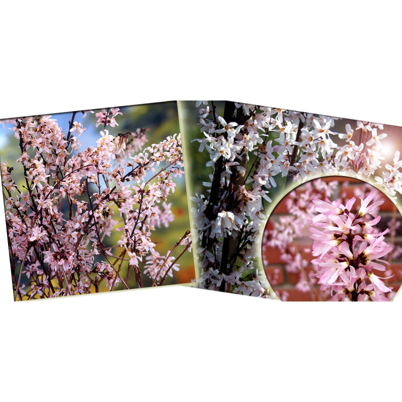 Forsycja różowa Roseum cena