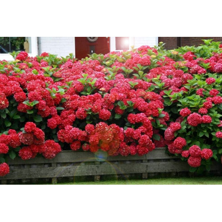 Hortensja czerwona