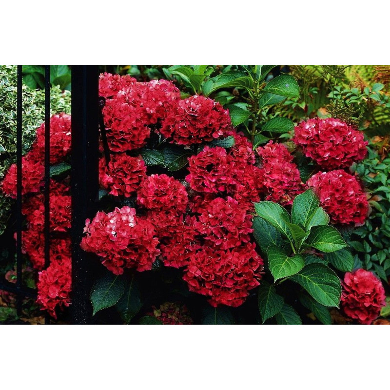 Hortensja czerwona ogrodowa