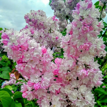 Lilak Krasawica Moskwy