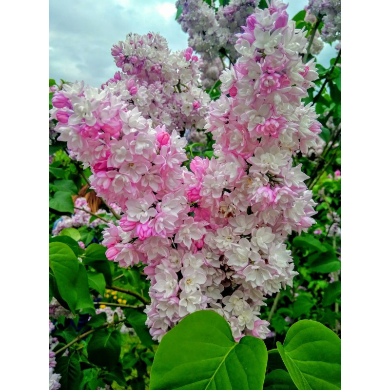 Lilak Krasawica Moskwy cena