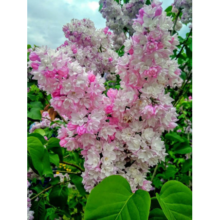 Lilak Krasawica Moskwy cena