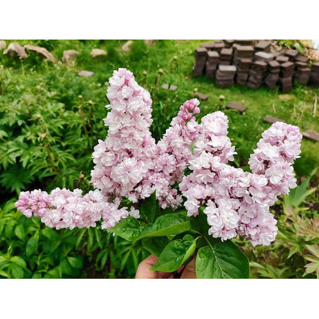 Lilak Krasawica Moskwy sklep