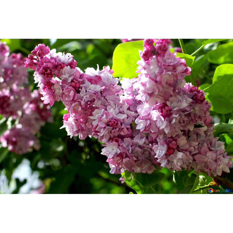 Lilak Krasawica Moskwy cena