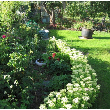 Rozchodnik okazały Stardust cena