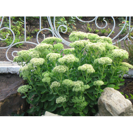 Rozchodnik okazały Stardust