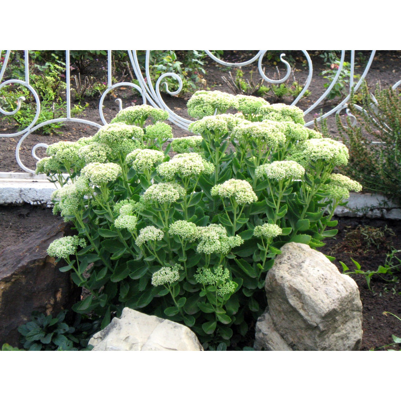 Rozchodnik okazały Stardust sklep