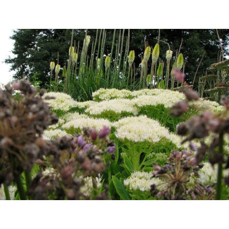 Rozchodnik okazały Stardust sadzonka